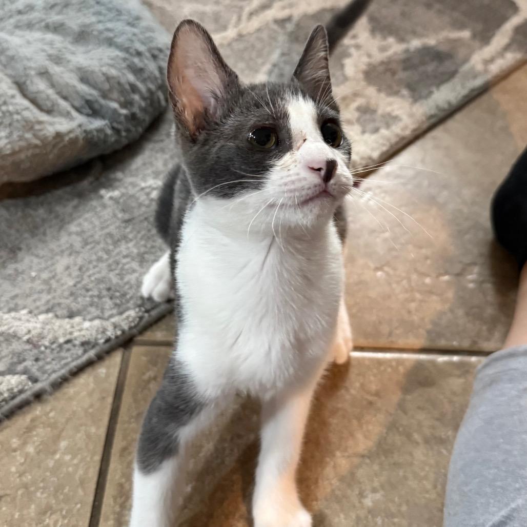 Thora (Home adoption)