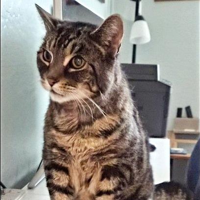 Tig