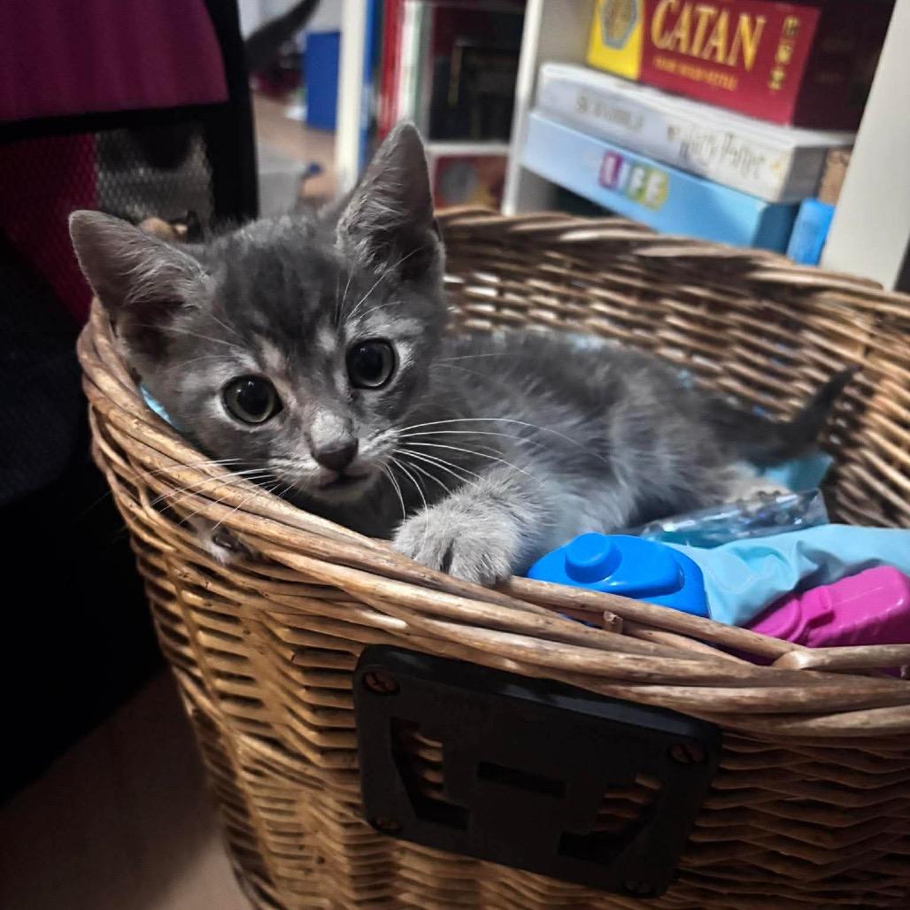 Mochi