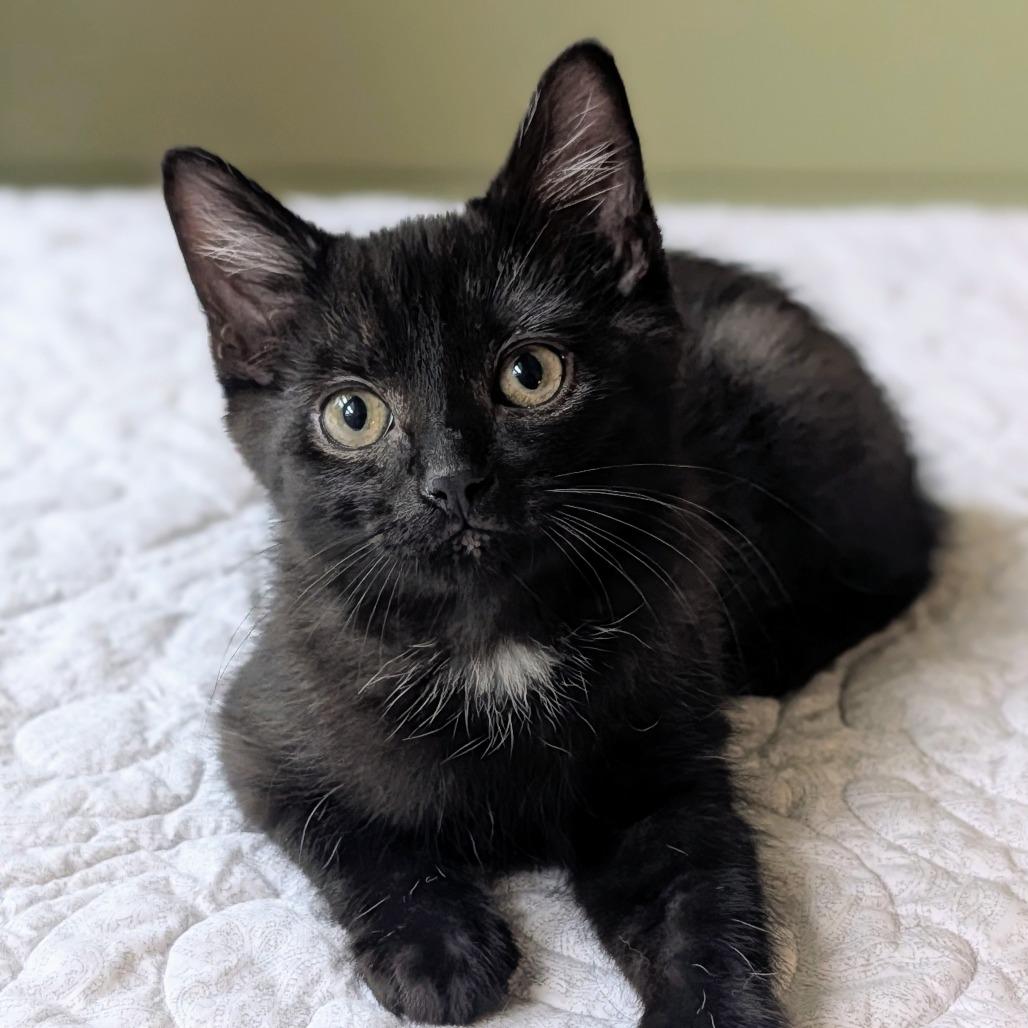 Bramble