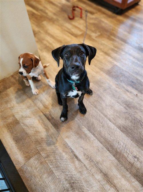 Adoptable Dogs & Puppies in Appleton, WI