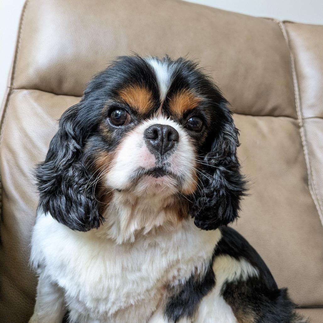 Mateo