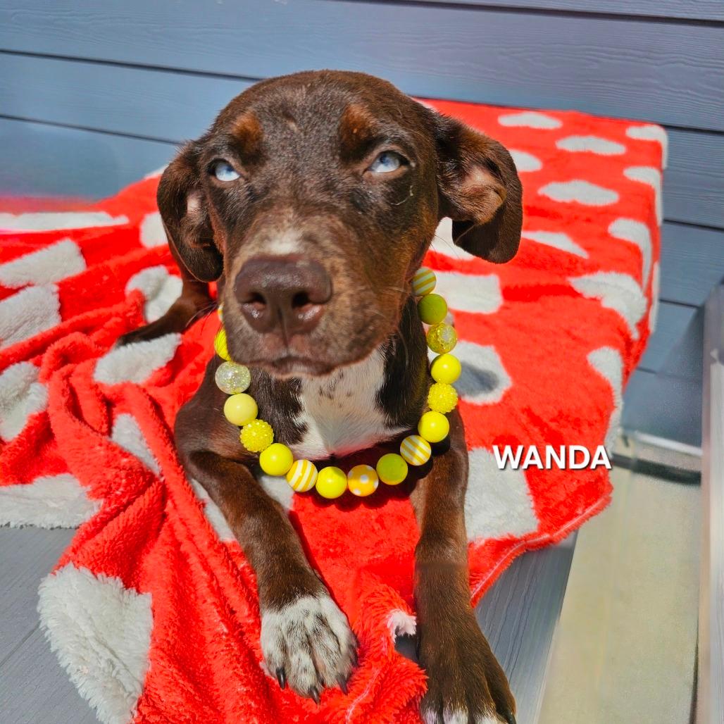 Wanda