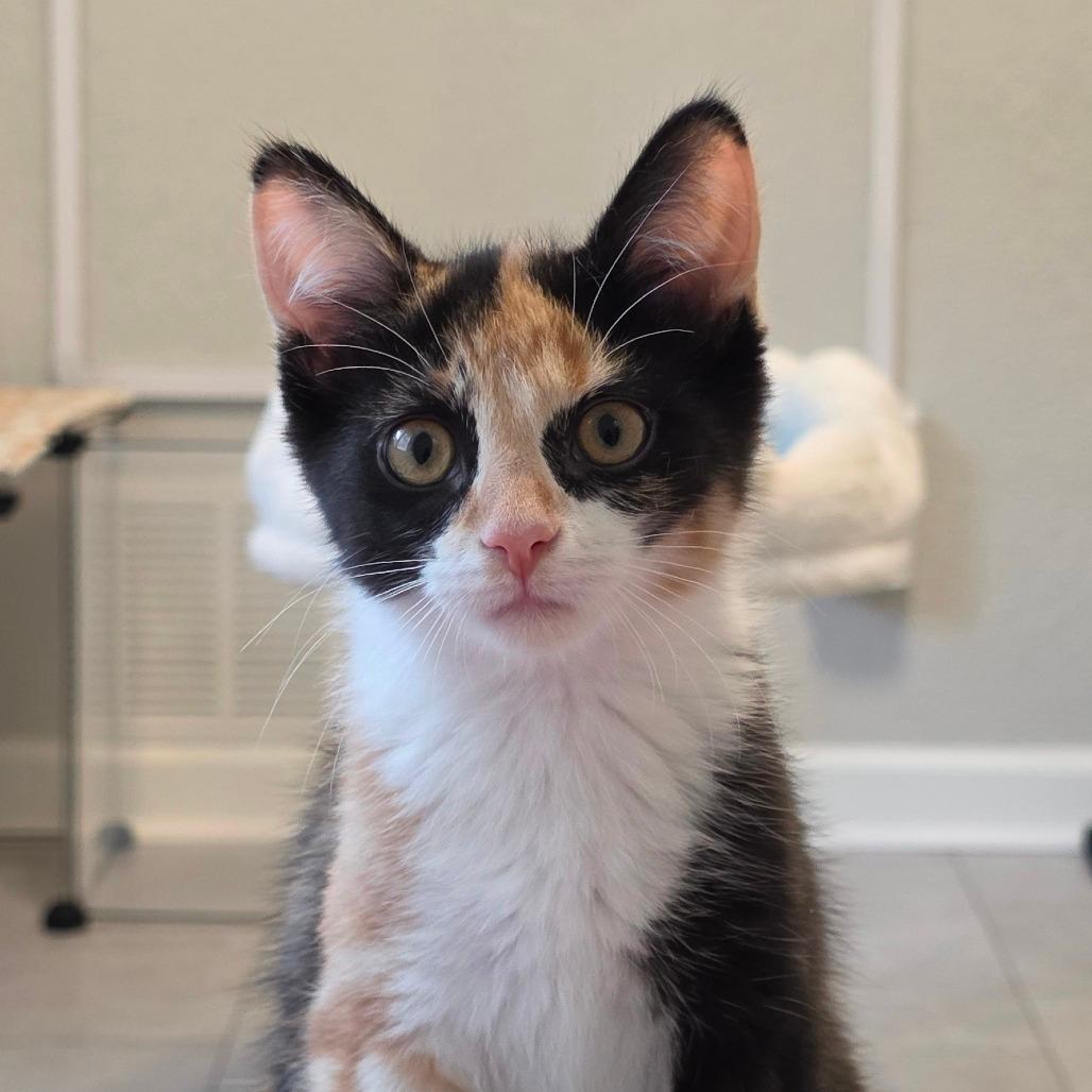 Harriet