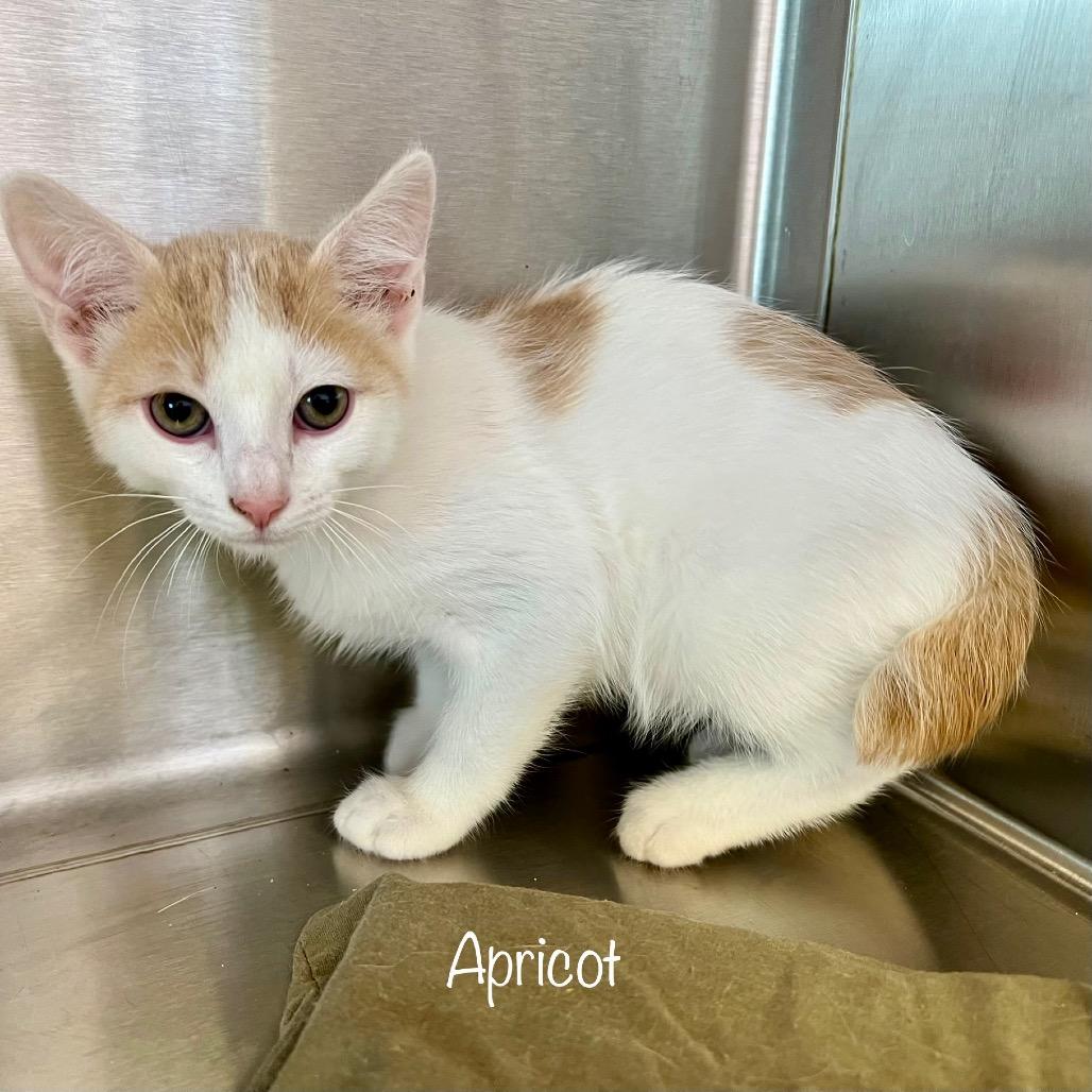 Apricot