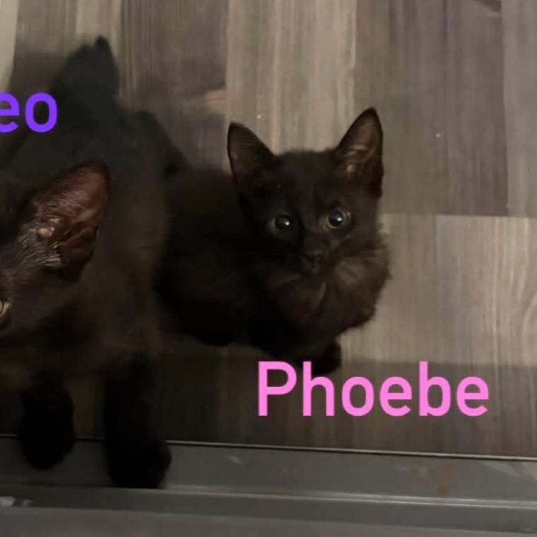 Phoebe