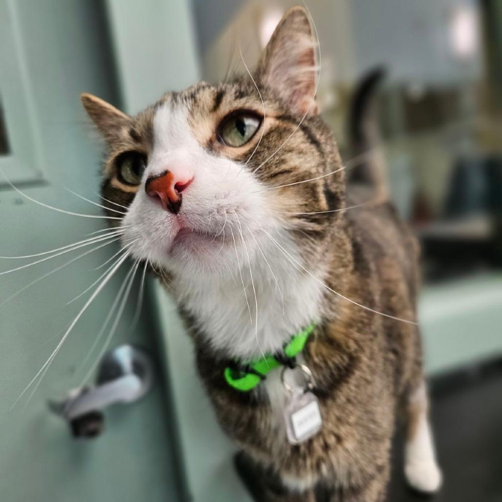 Dexter