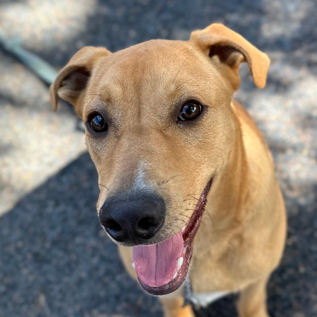 Forrest (puppy) - ECAS