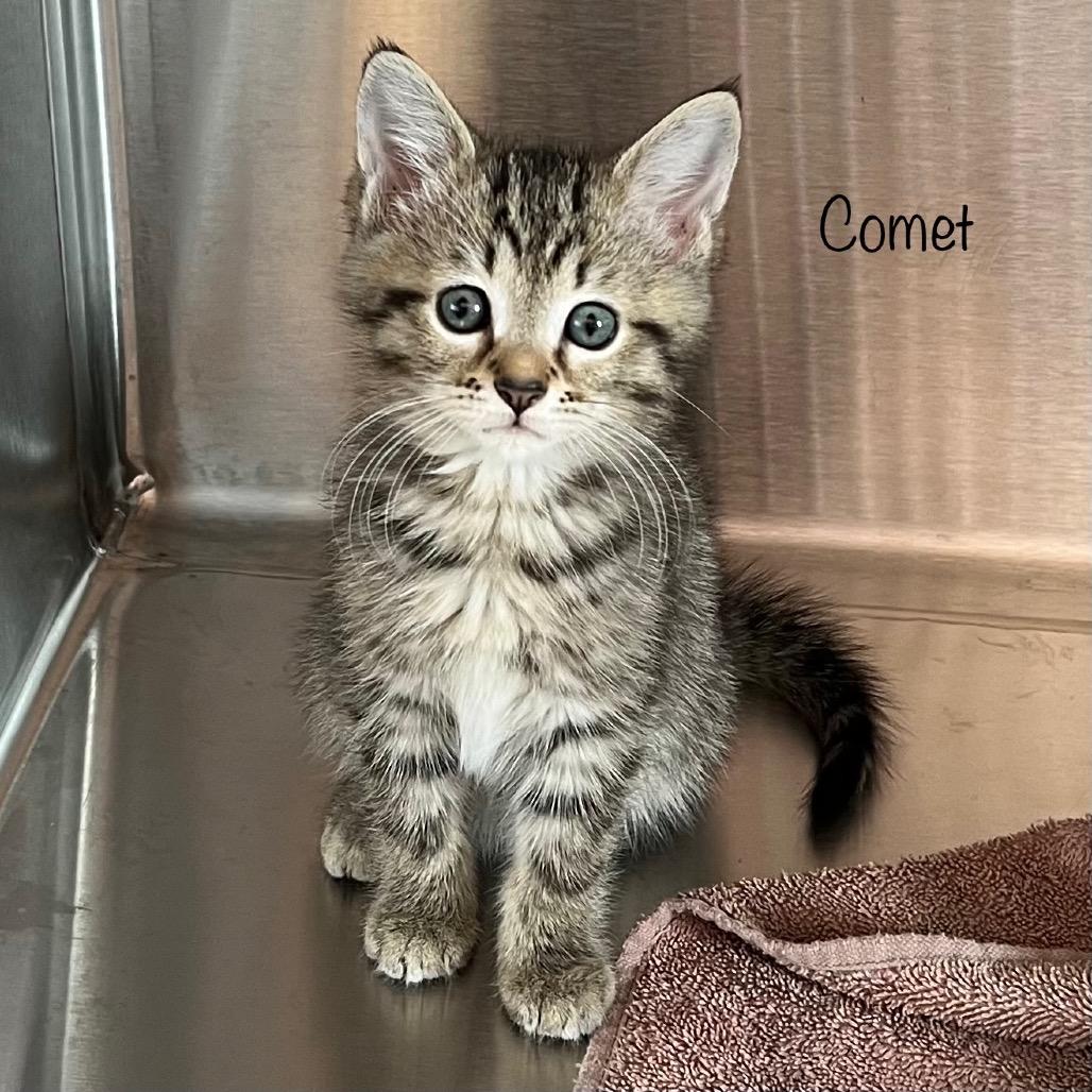 Comet