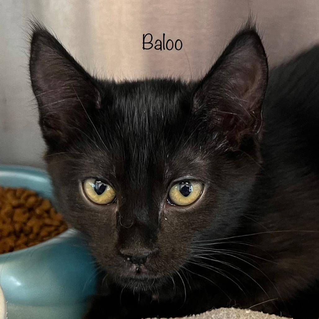 Baloo