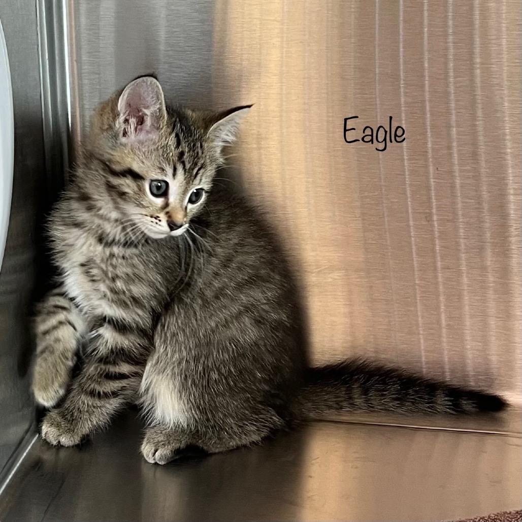 Eagle