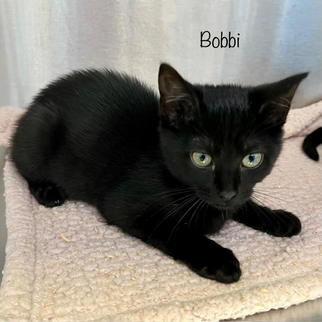 Bobbi
