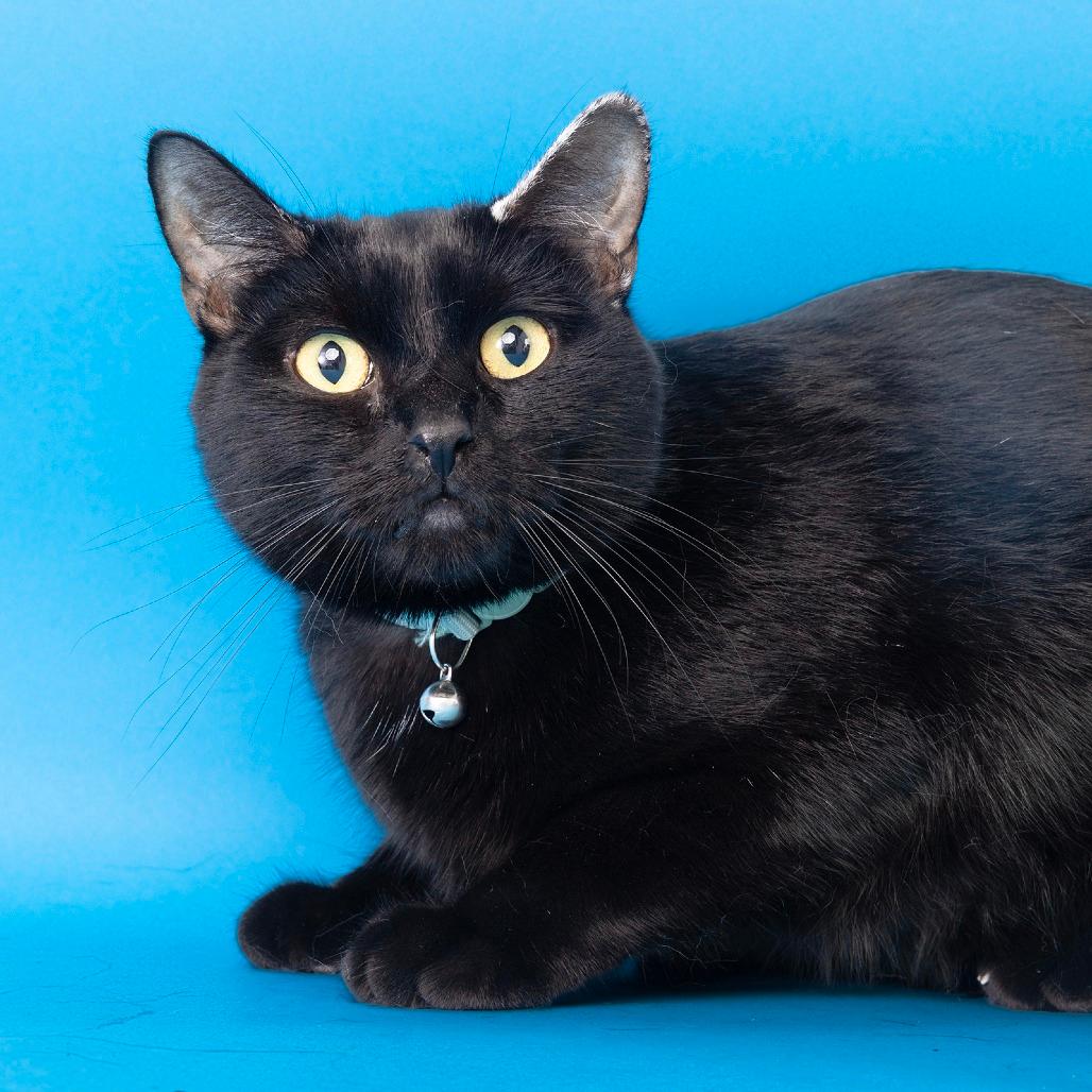 Moose 