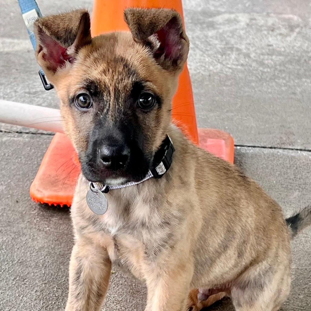 Duke 
