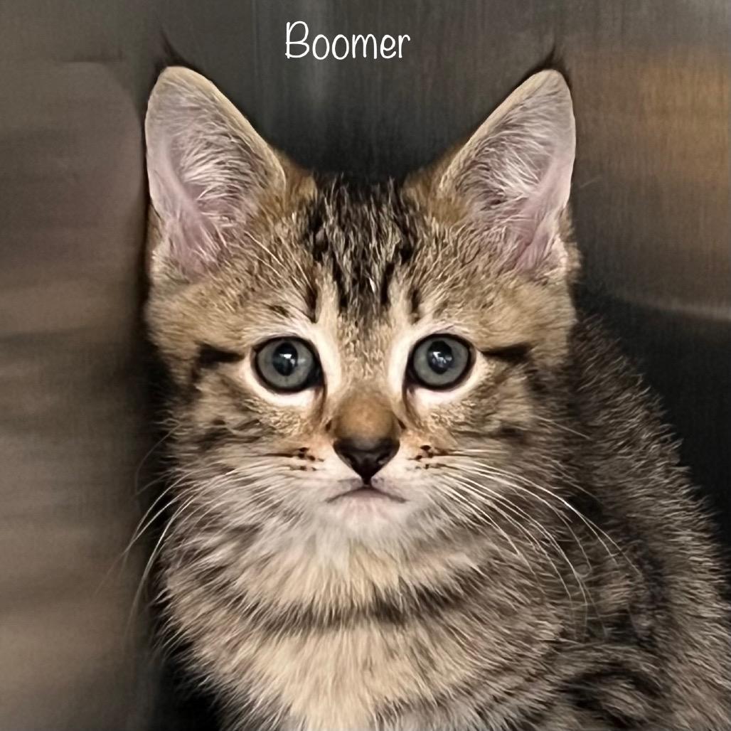 Boomer