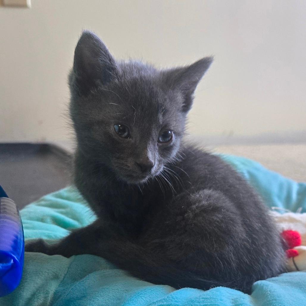 Kitten 3
