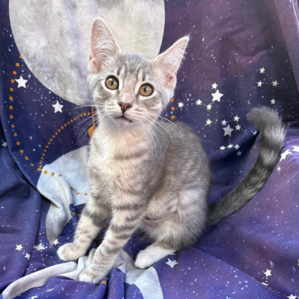 Jalle