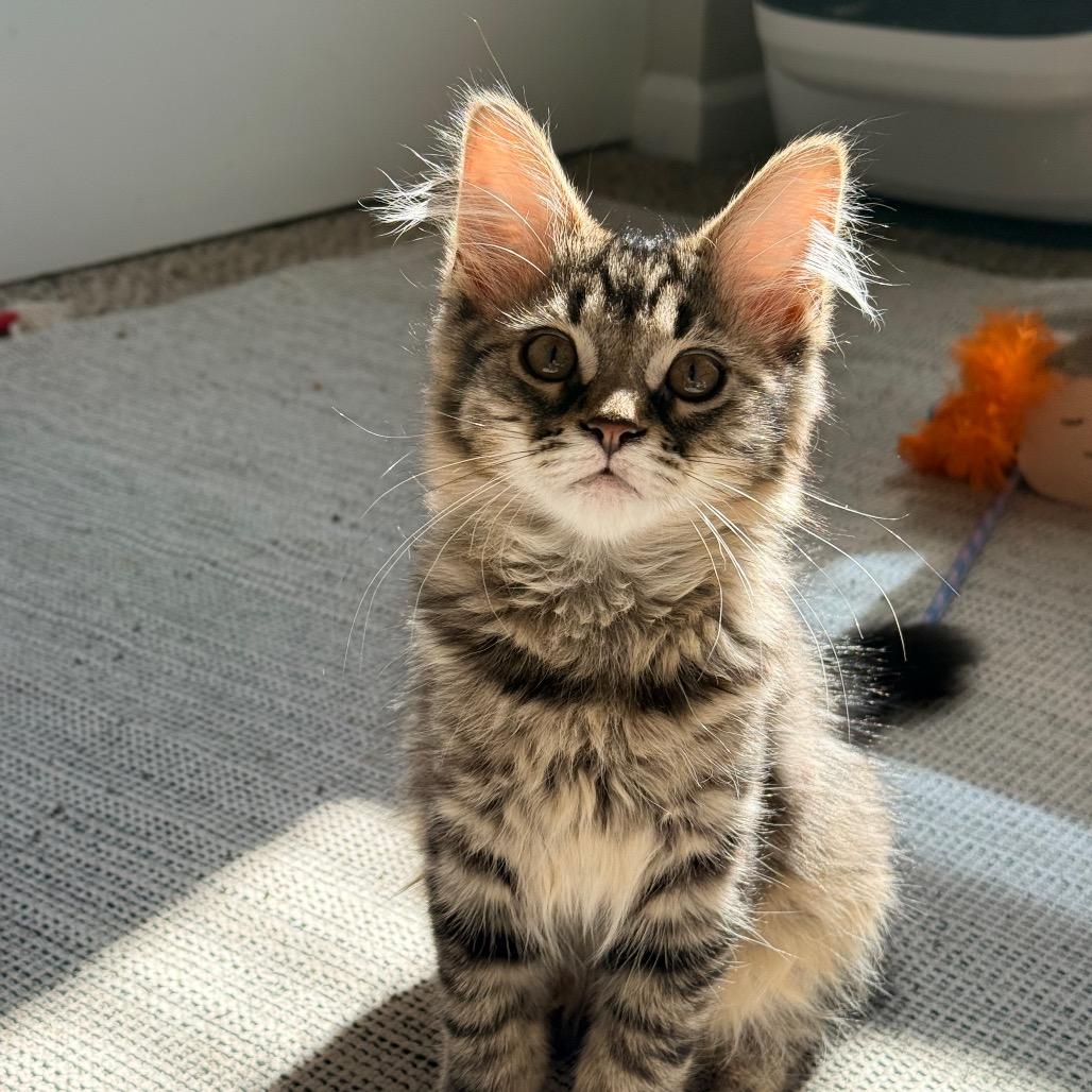 Poppy