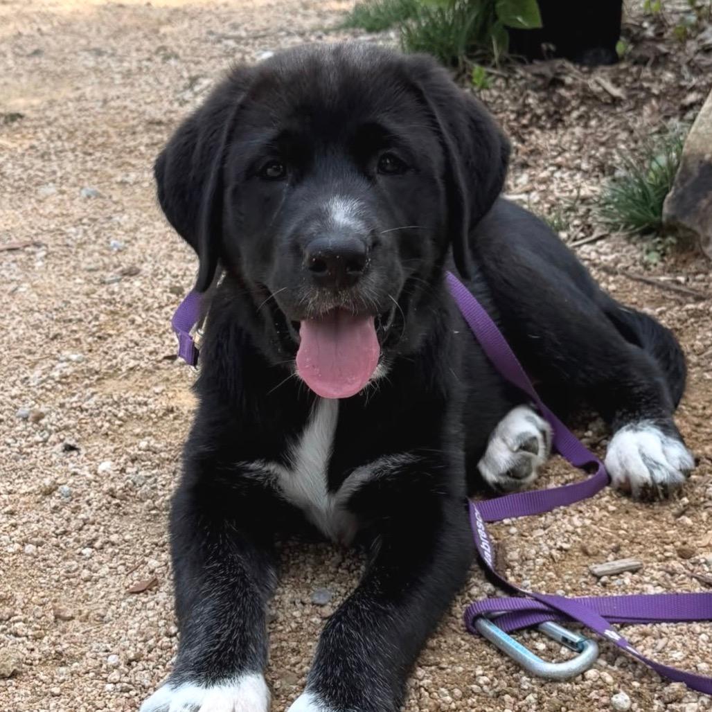 Mimi Tatum Pup