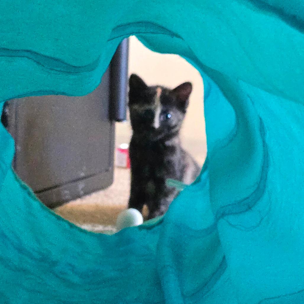 Kitten 2