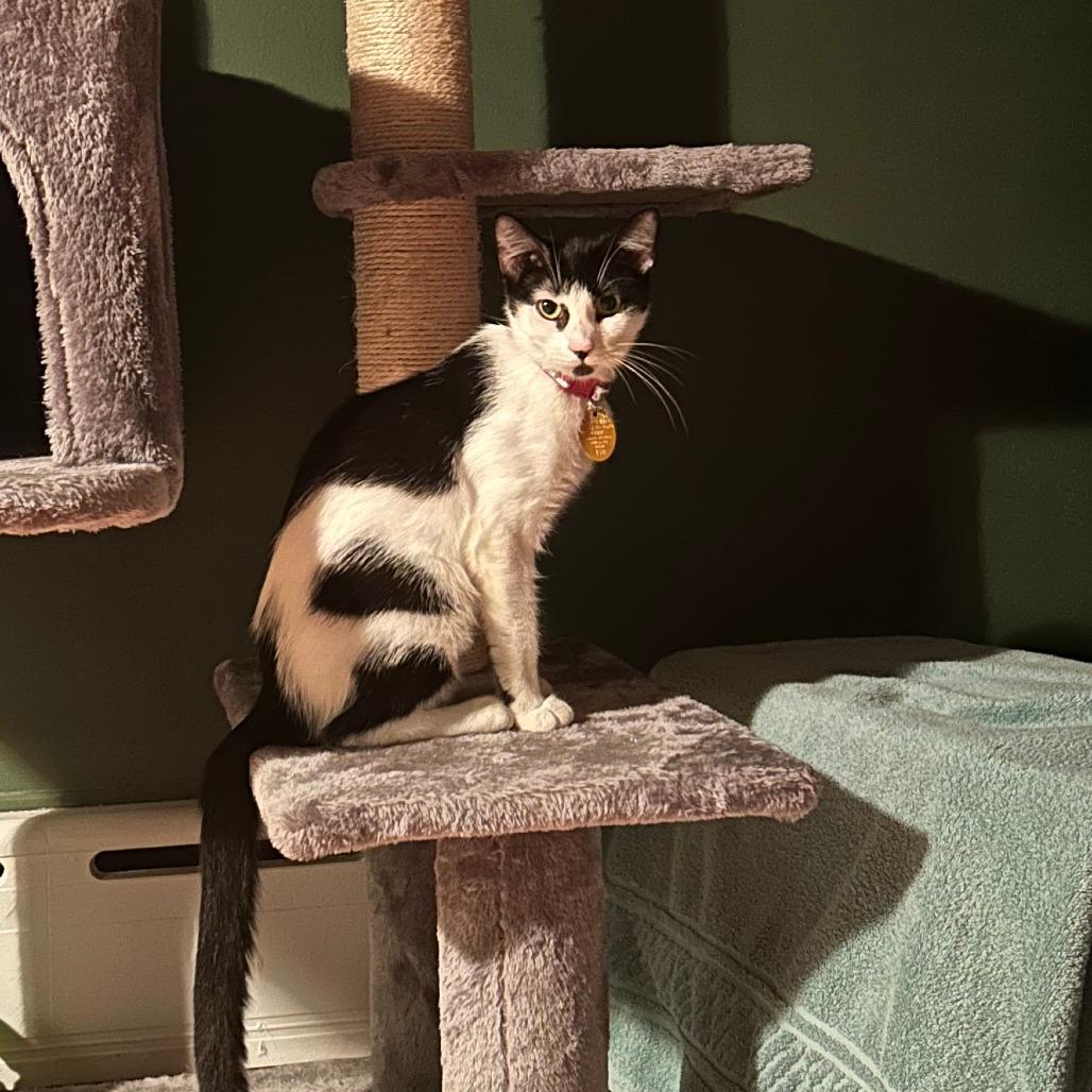 Molly FKA Oreo