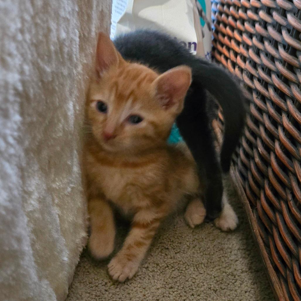Kitten 4
