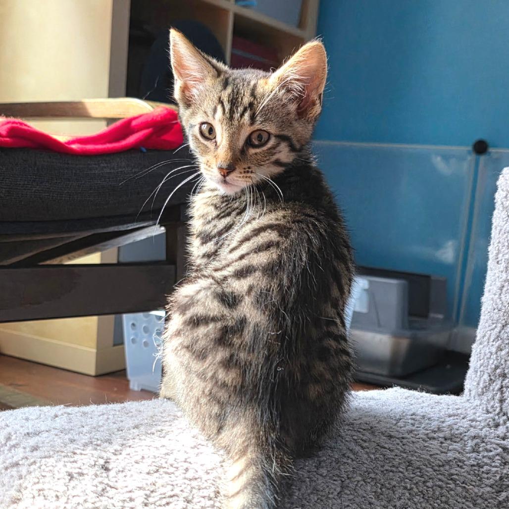Oscar