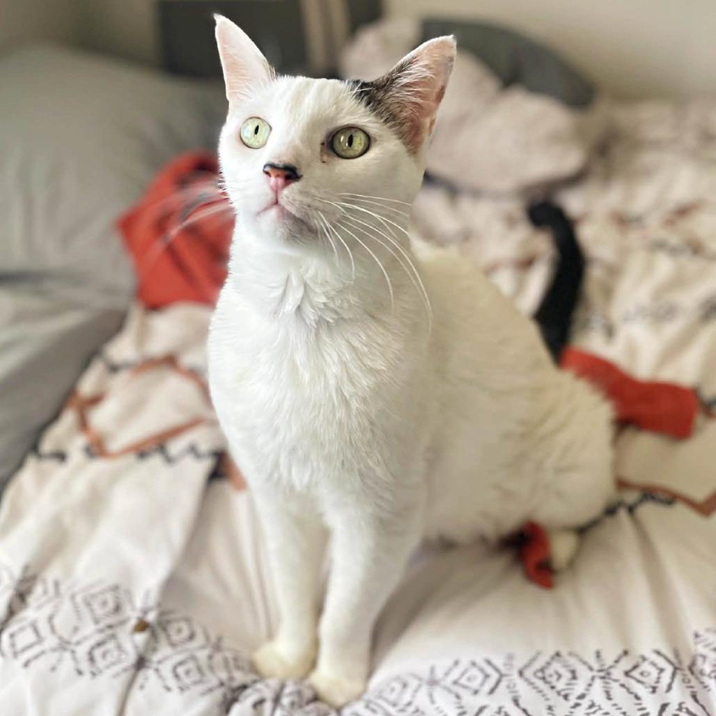 Leo