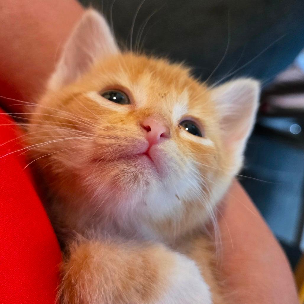 Kitten 1