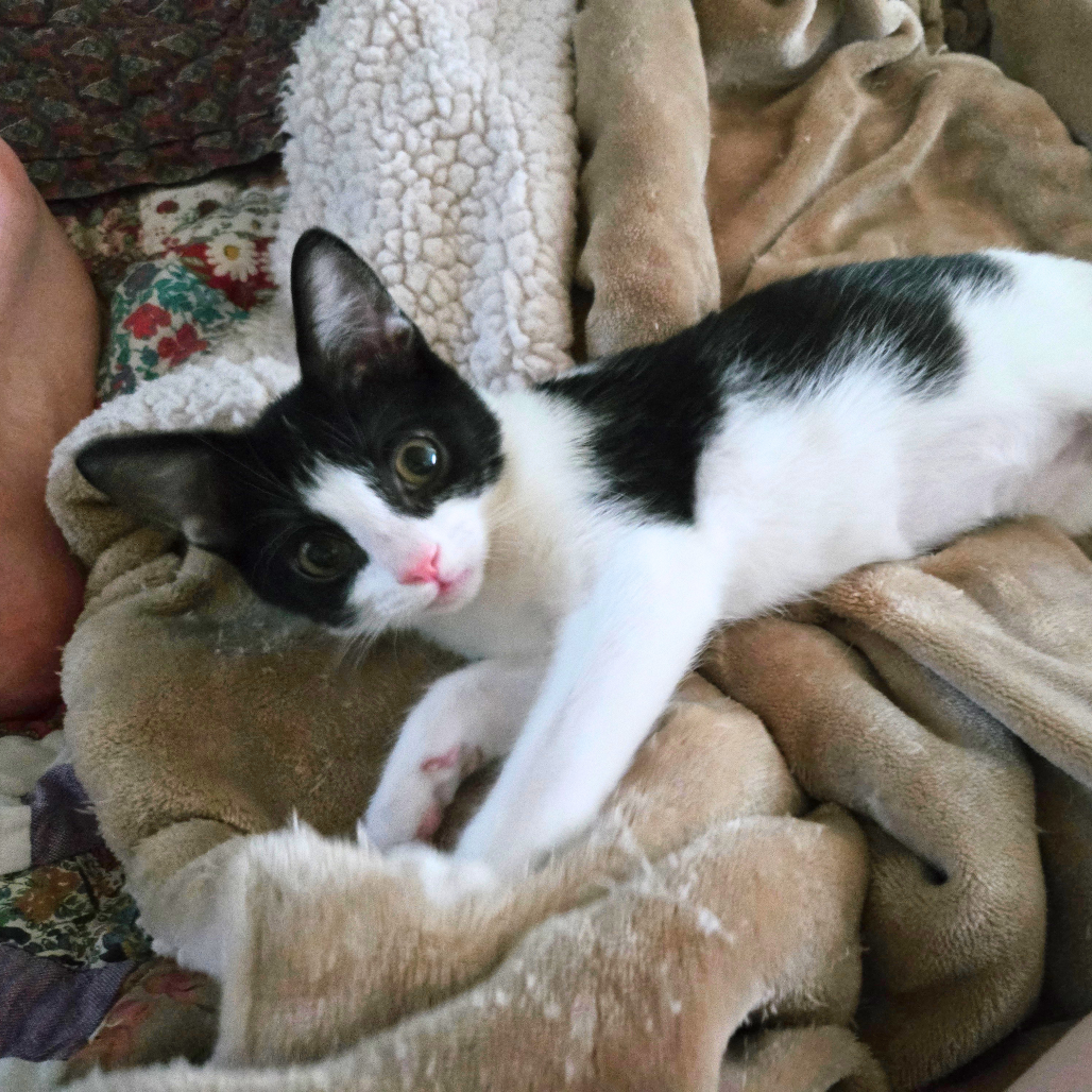 Bandit 