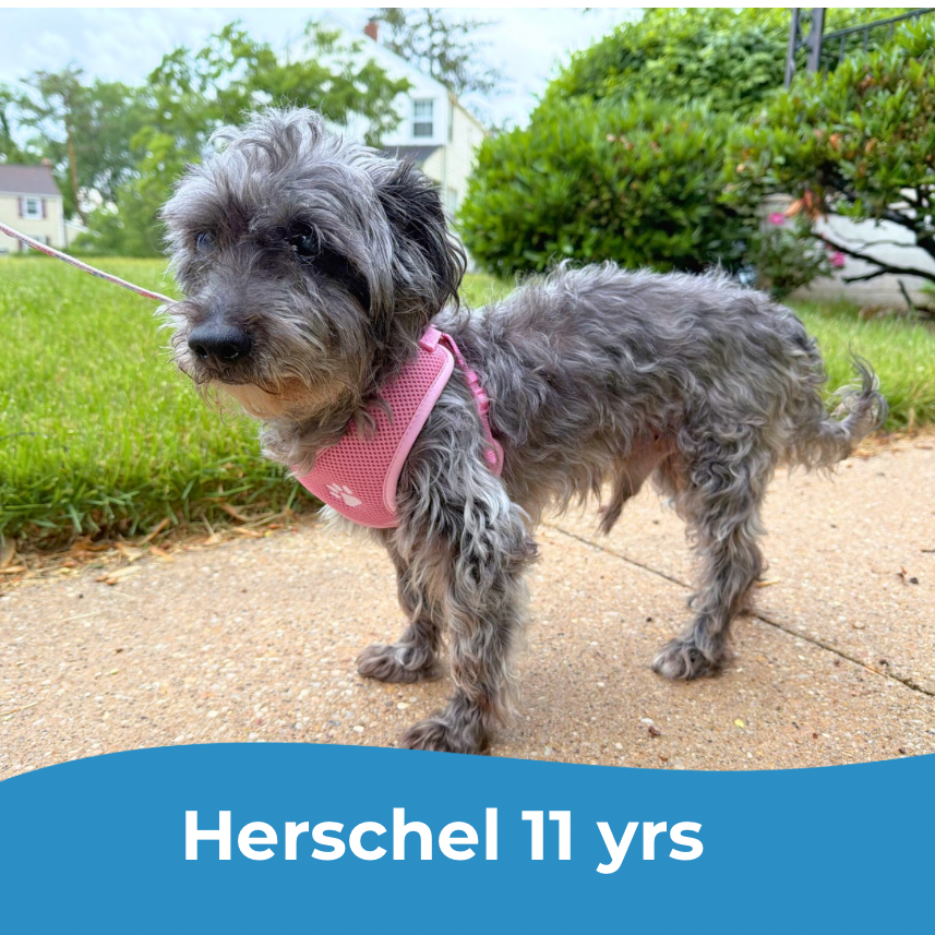 Herschel