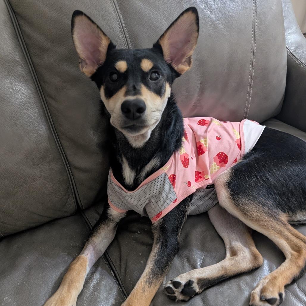 Princess $300 Special Needs