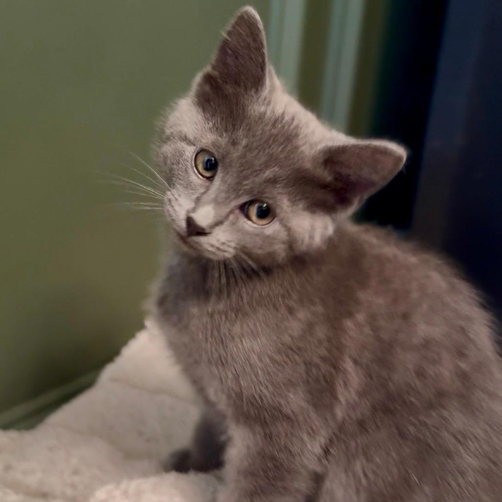 Piper
