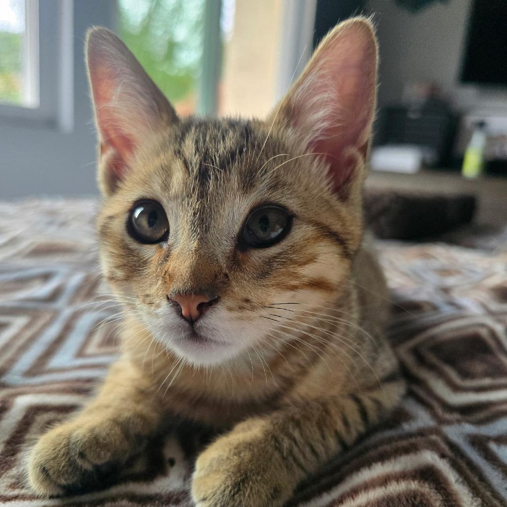 Ember