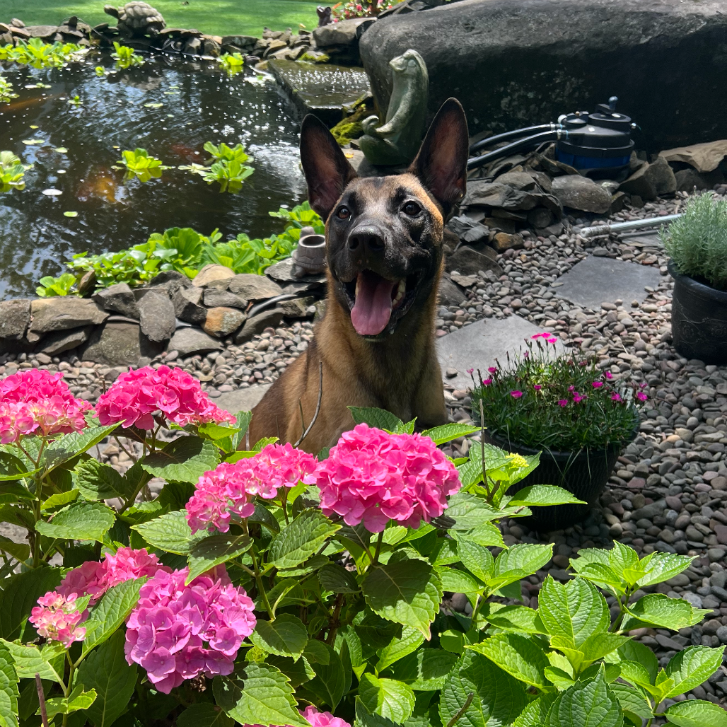 Luca