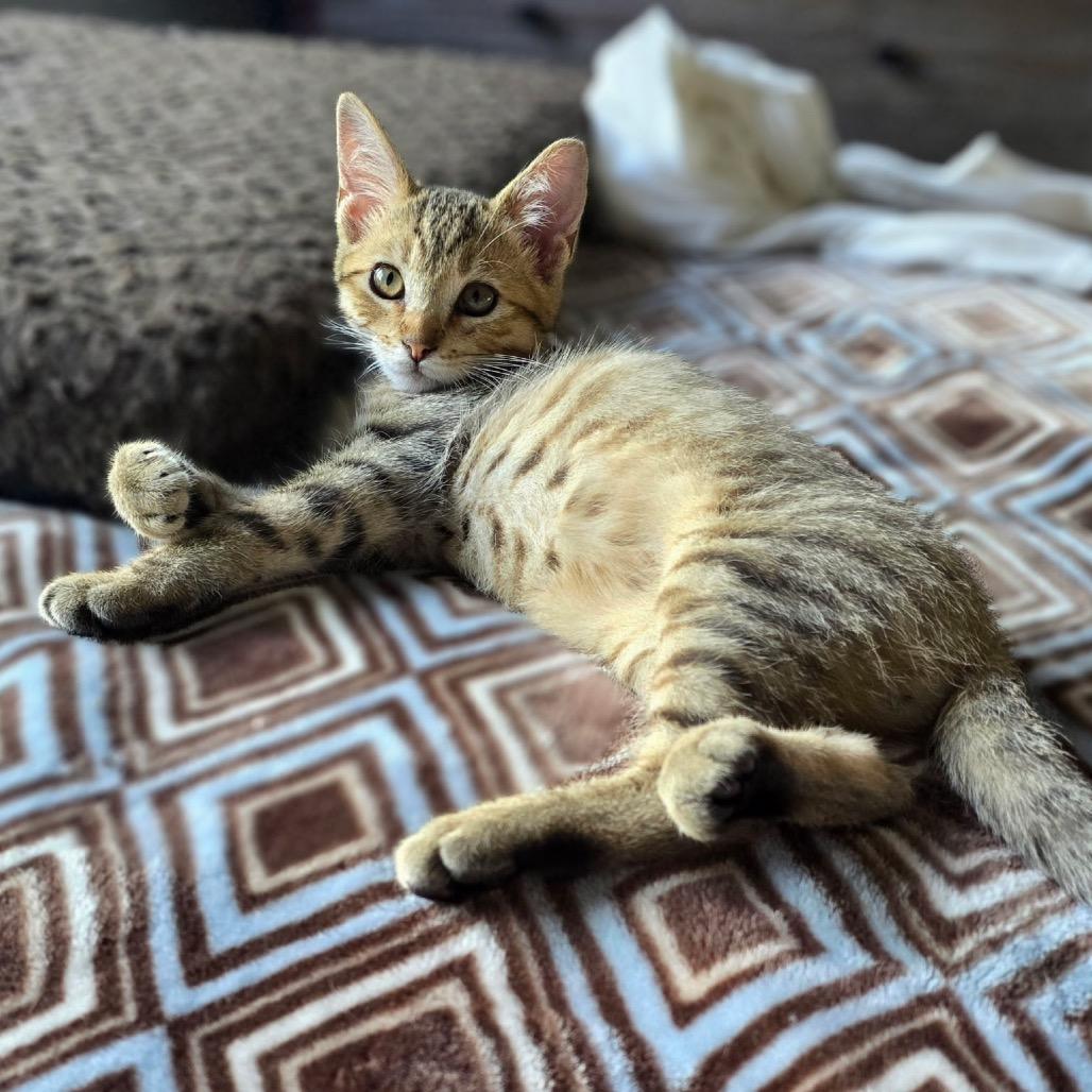 Ember