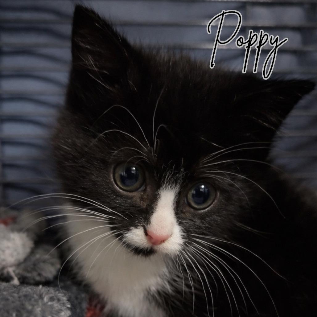 Poppy