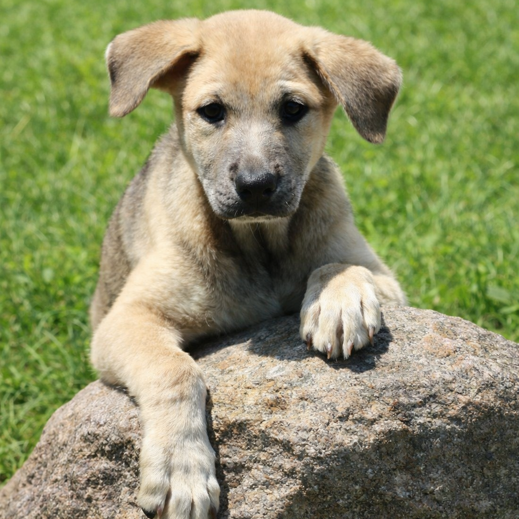 CT Maisy