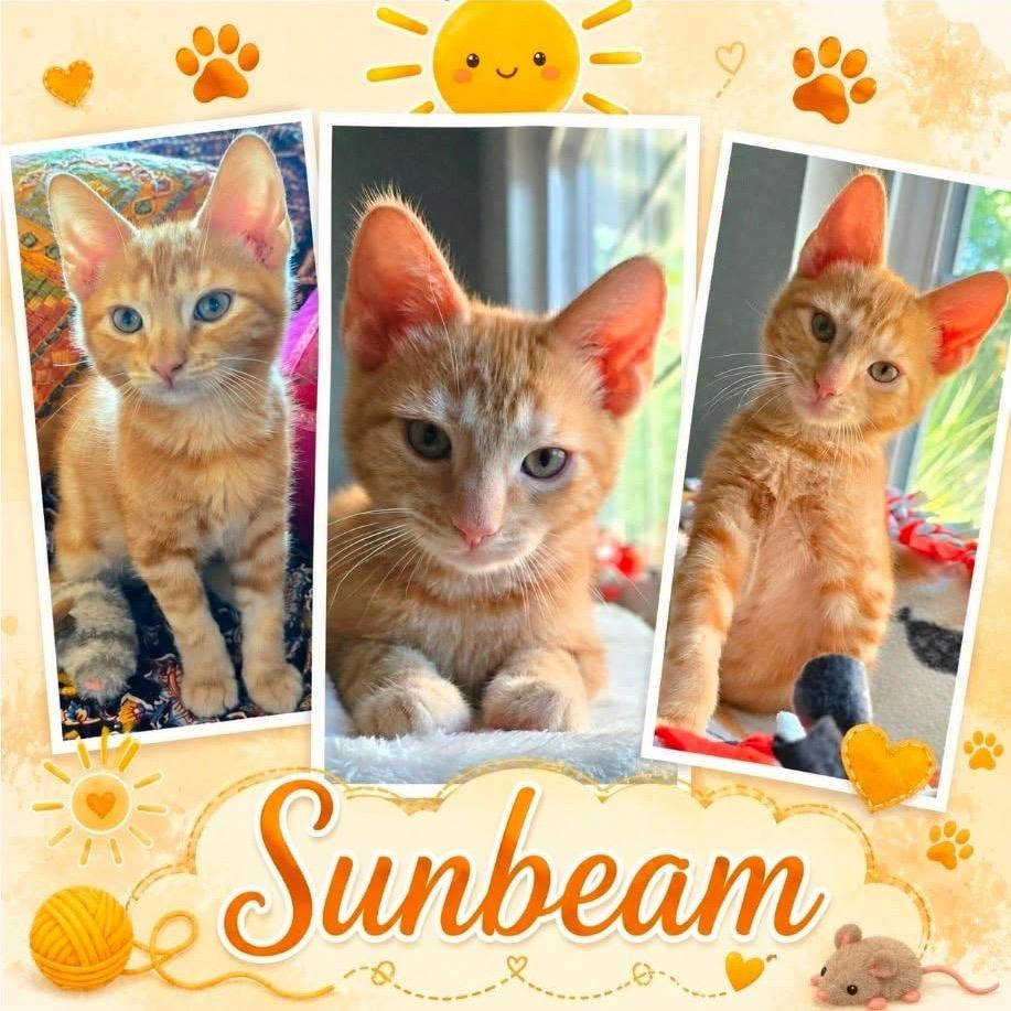 Sunbeam