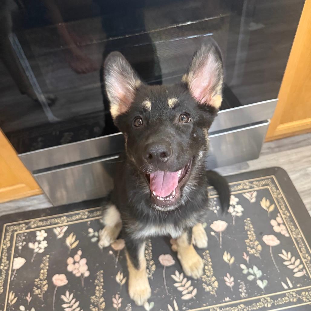 Bear