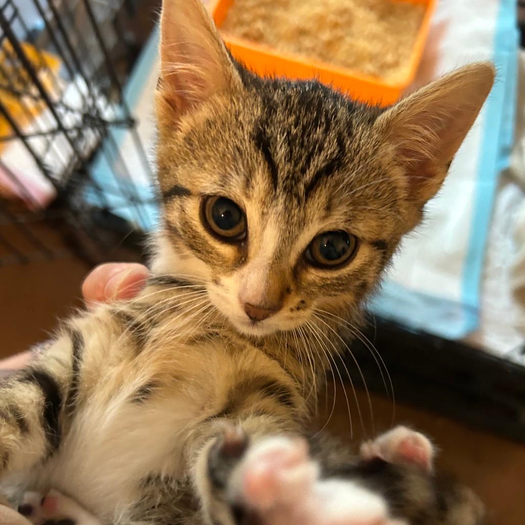Cheerio