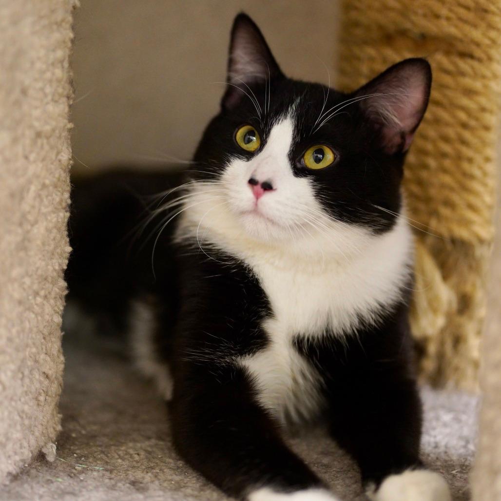 Oreo
