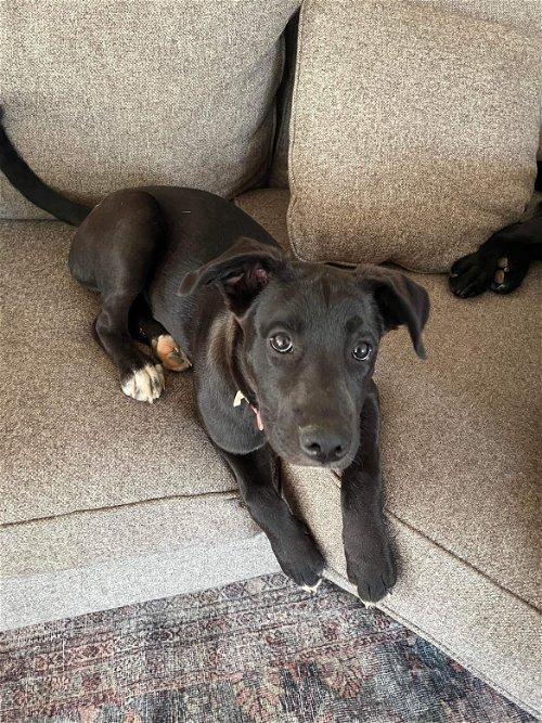 Adoptable Dogs & Puppies in Toledo, OH