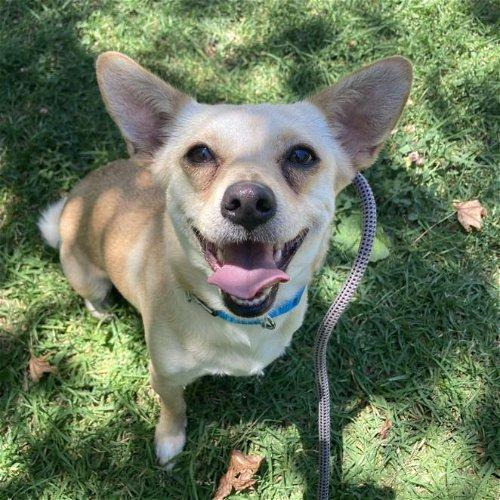 Adoptable Dogs & Puppies in San Clemente, CA