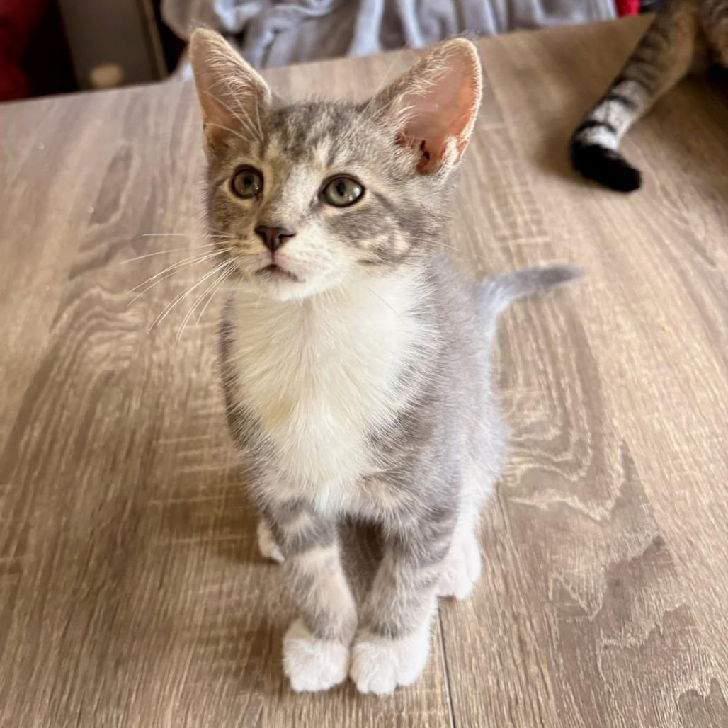 Oliver