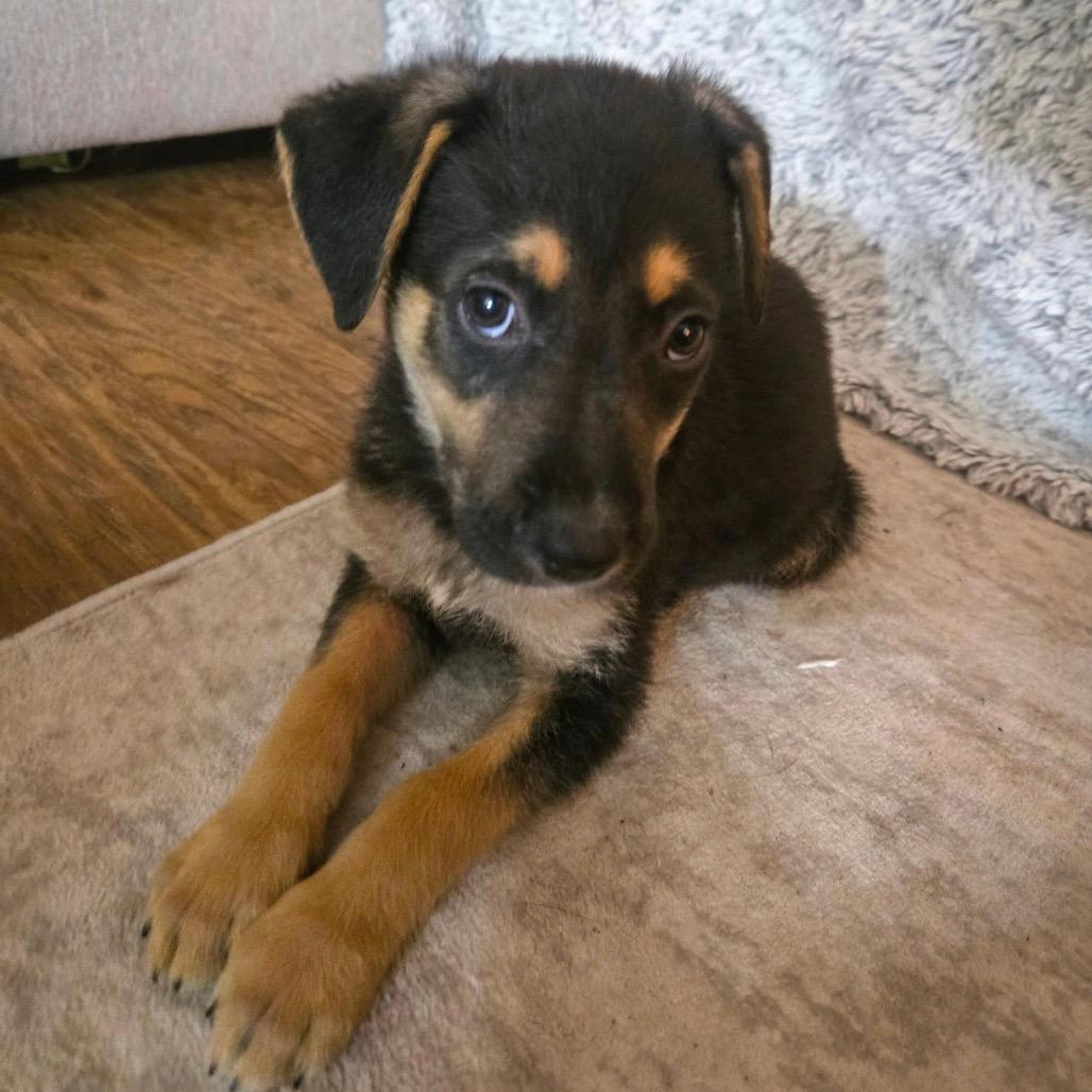 Teddy