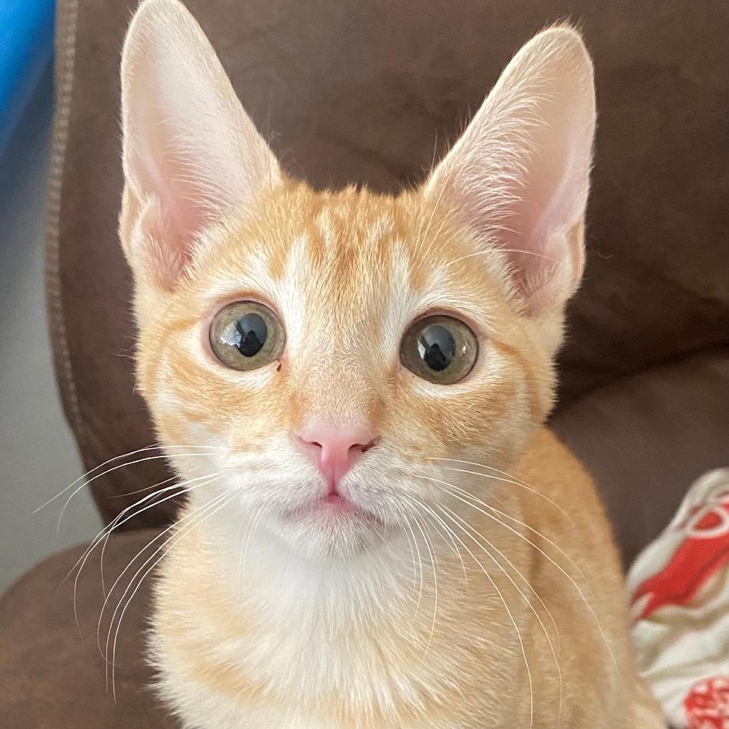 Tigger