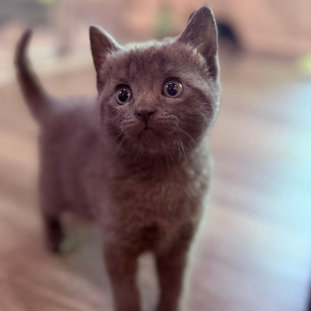 Zelda