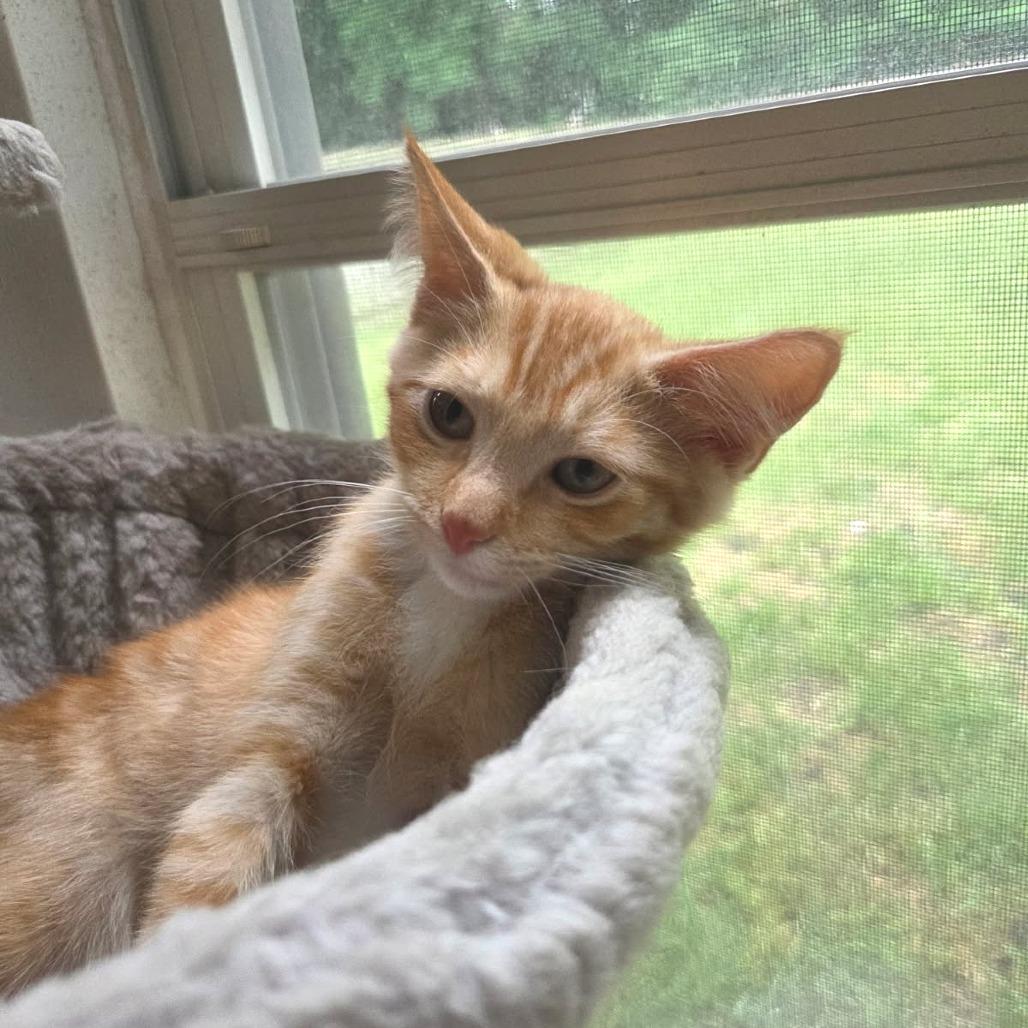Marmalade 