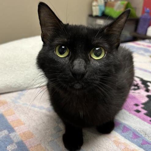 Raja